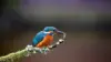 Kingfisher Bird Wallpaper