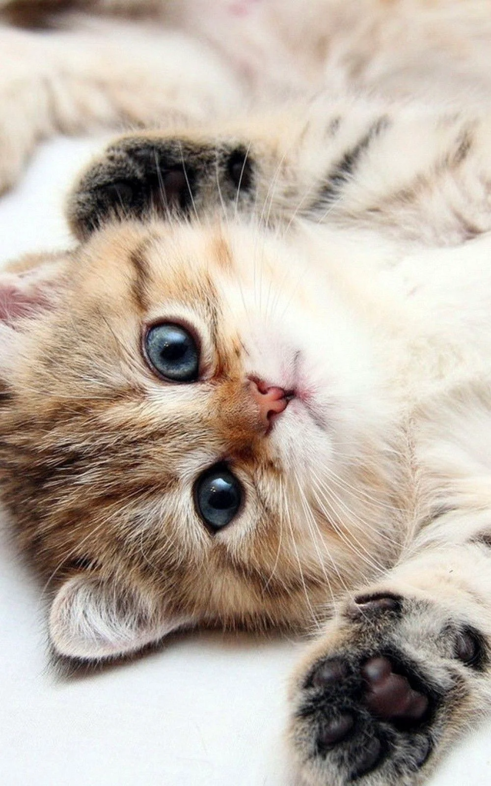 Kitten Wallpaper For iPhone