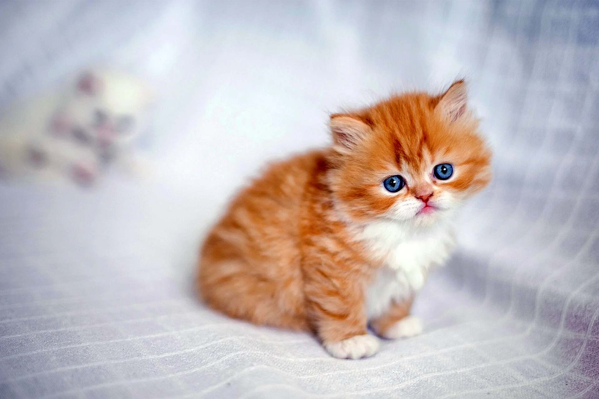 Kitten Persia Wallpaper