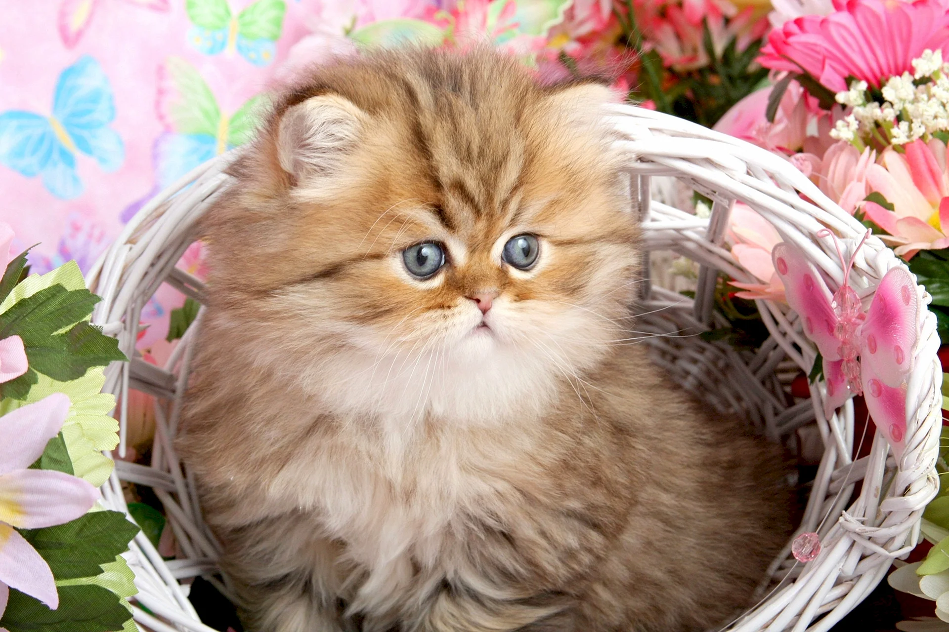 Kitten Persia Wallpaper
