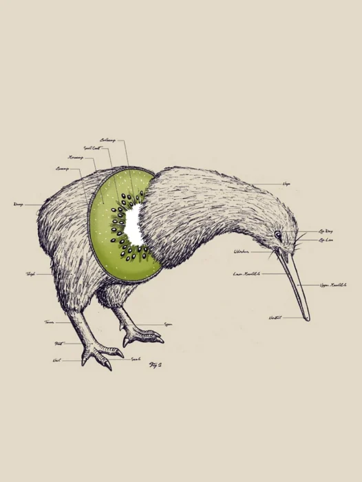Kiwi Bird Wallpaper