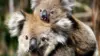Koala National Geographic Wallpaper
