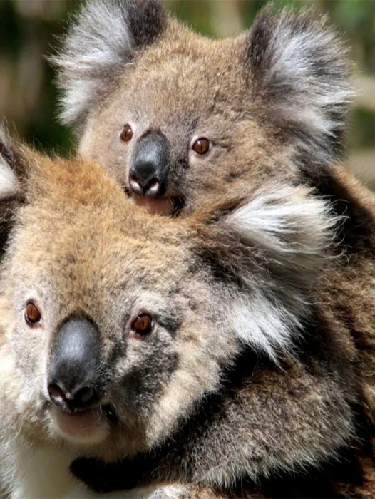 Koala National Geographic Wallpaper
