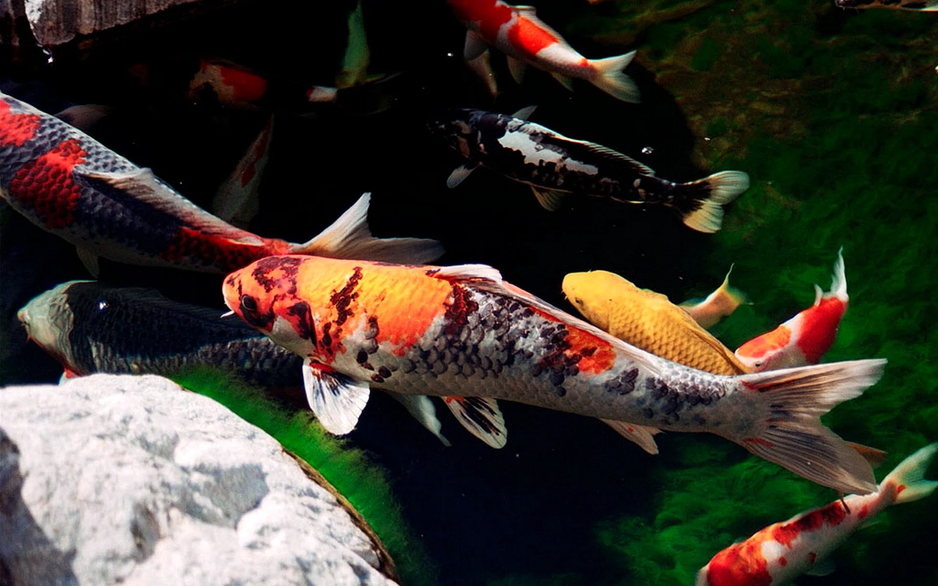 Koi Wallpaper