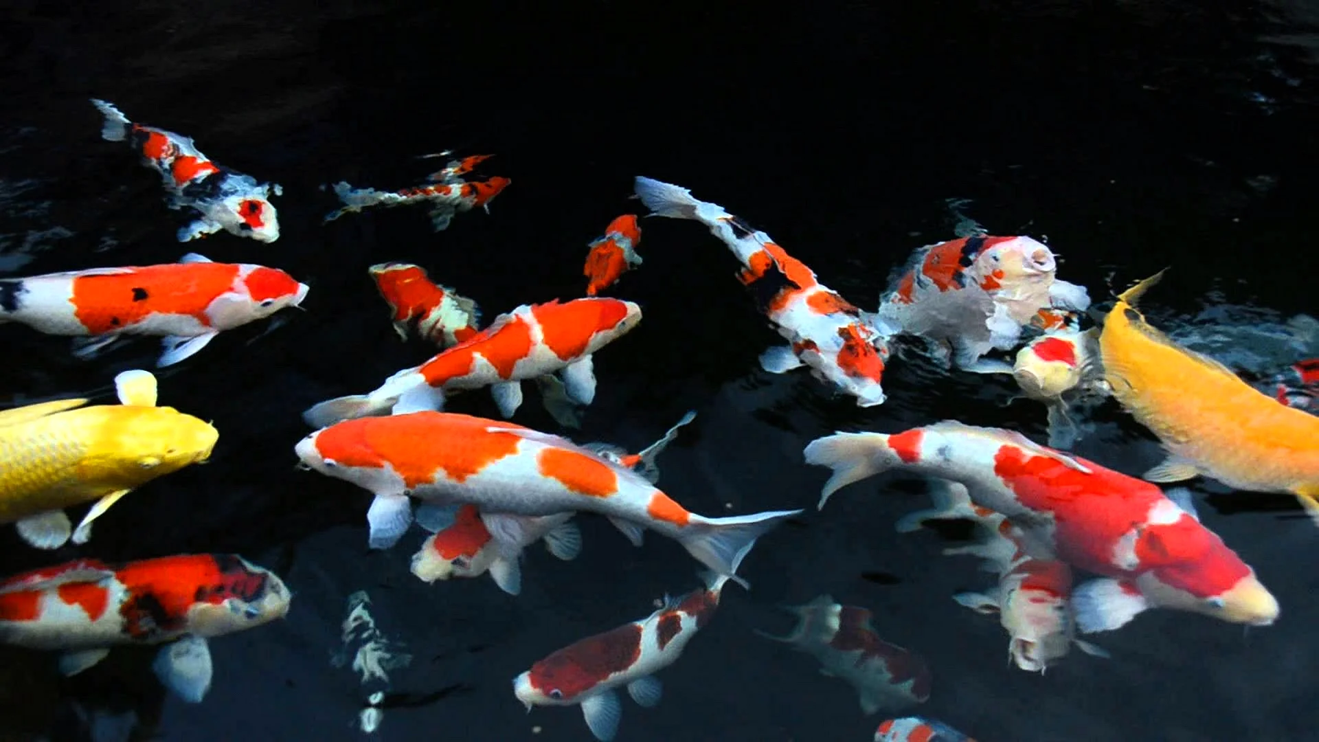 Koi Fish Wallpaper