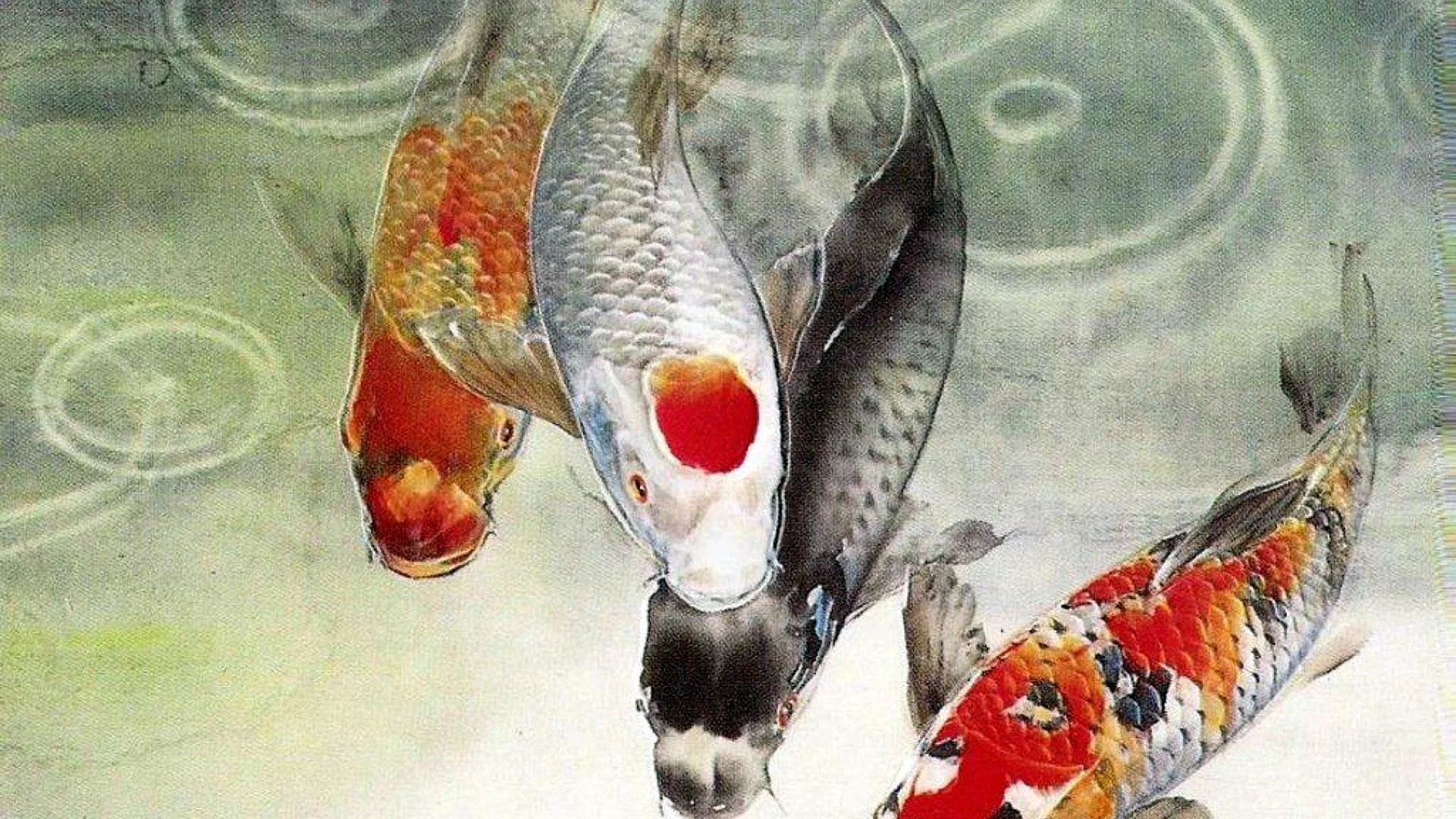 Koi Fish Wallpaper