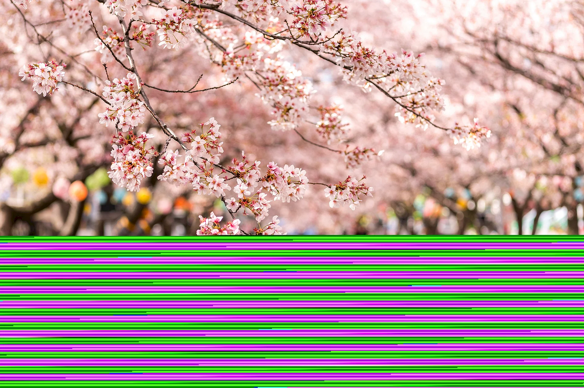 Korea Cherry Blossom Wallpaper