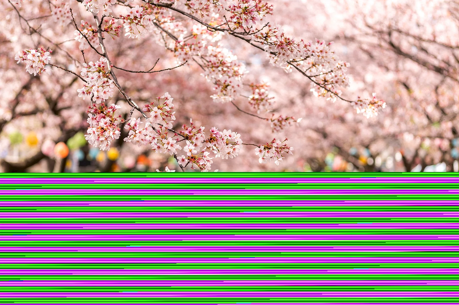 Korea Cherry Blossom Wallpaper