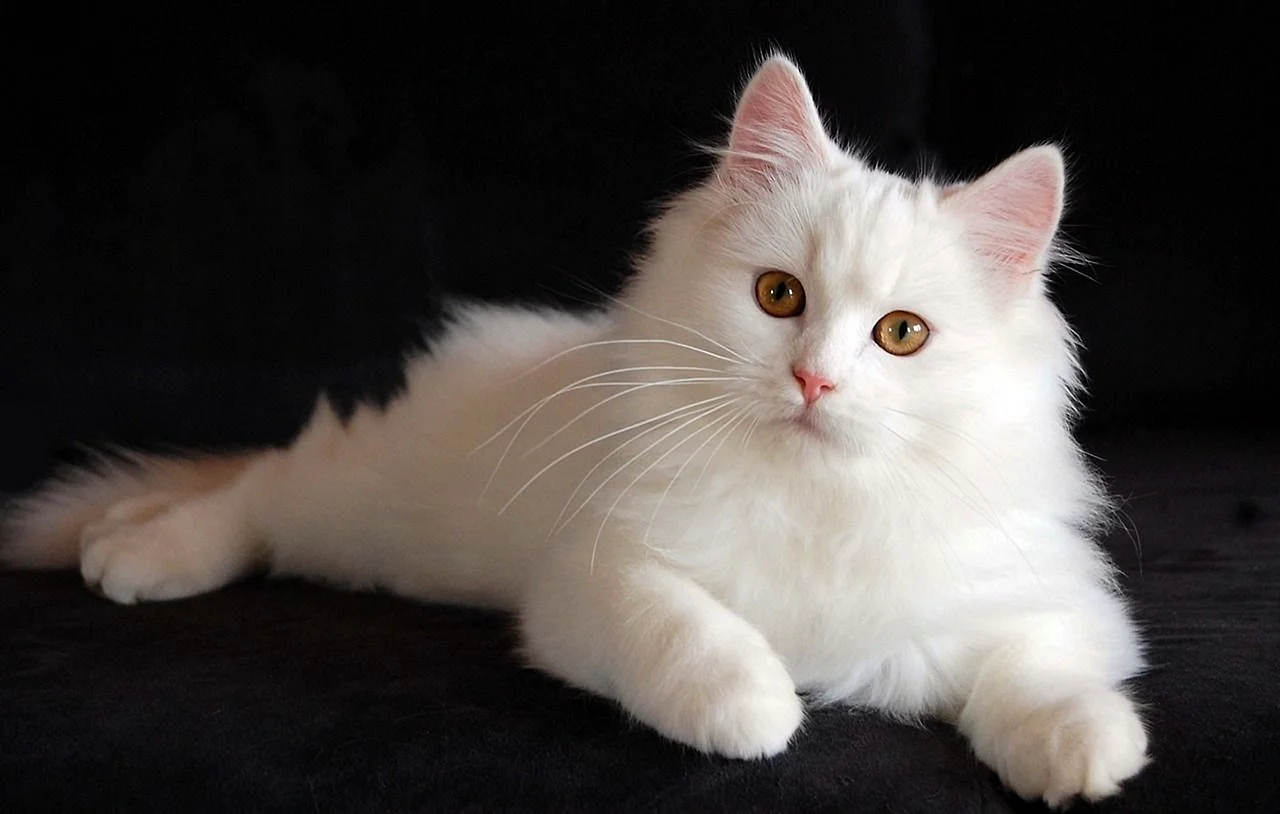 Kucing Anggora Wallpaper