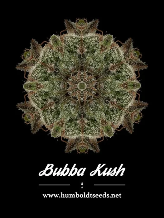 Kush Logo Wallpaper
