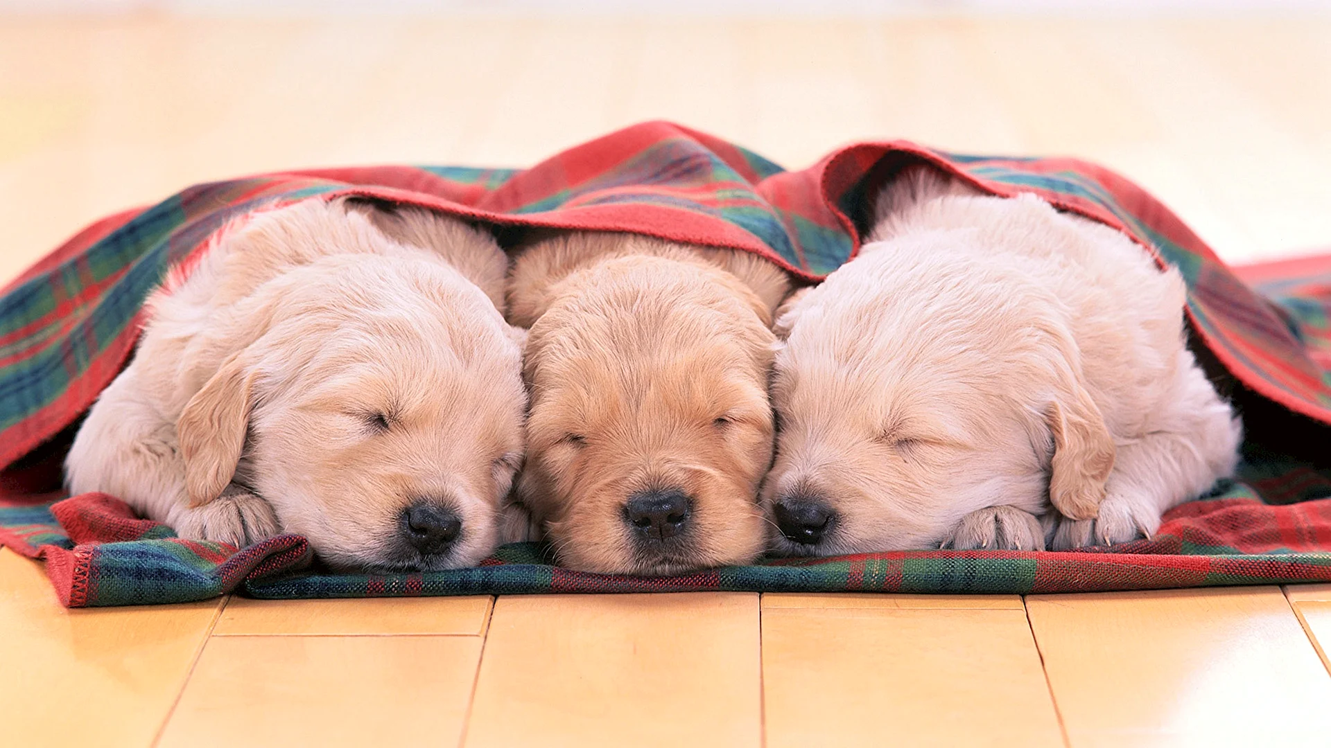 Labrador Puppies Sleep Wallpaper