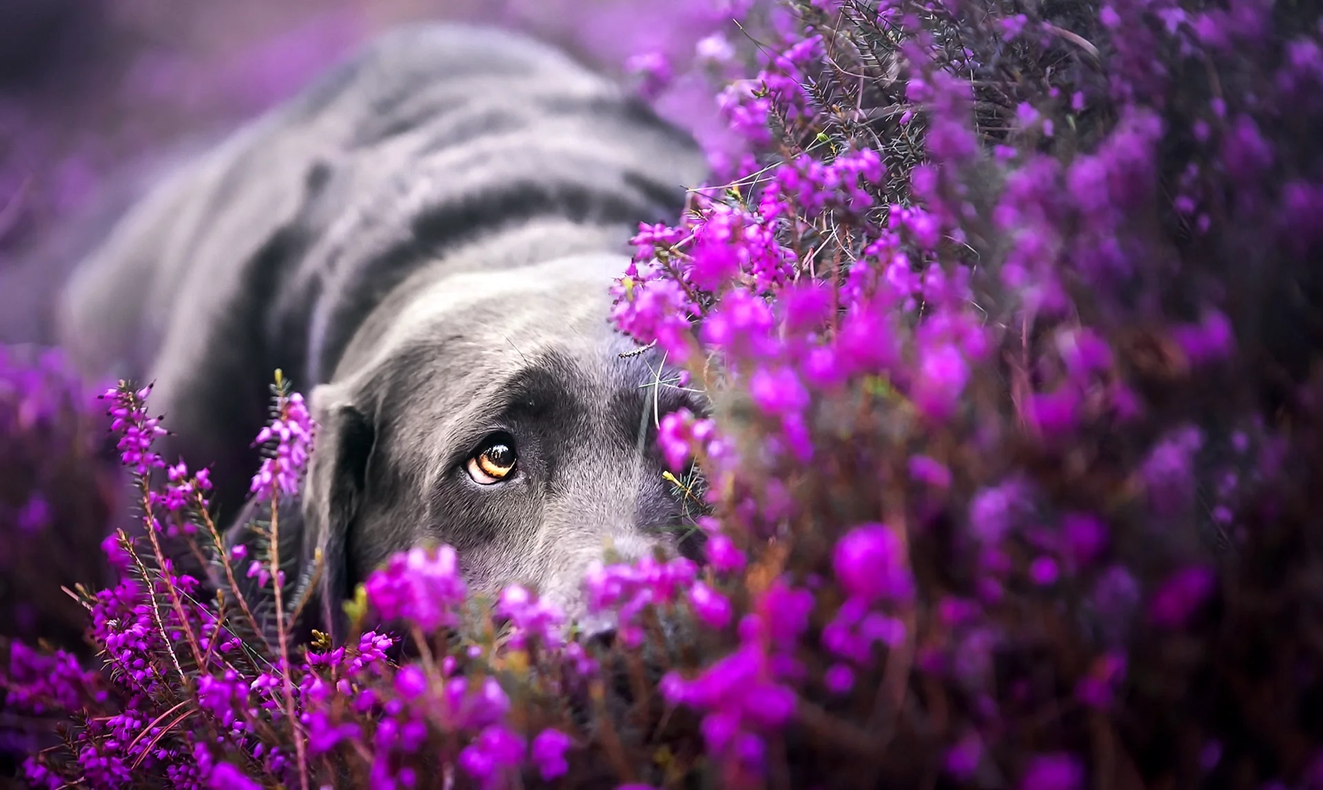 Labrador Retriever Wallpaper