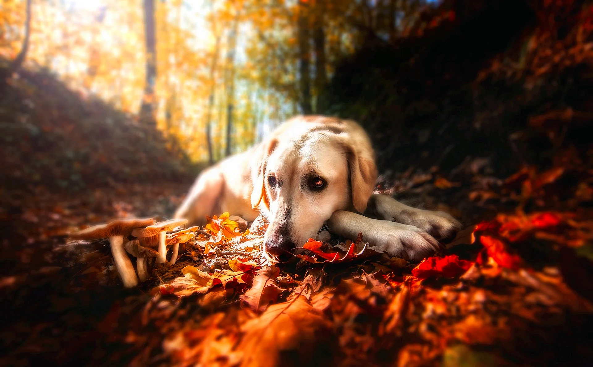 Labrador Retriever Wallpaper