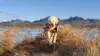 Labrador Retriever Hunting Wallpaper