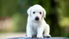 Labrador Retriever Puppy Wallpaper