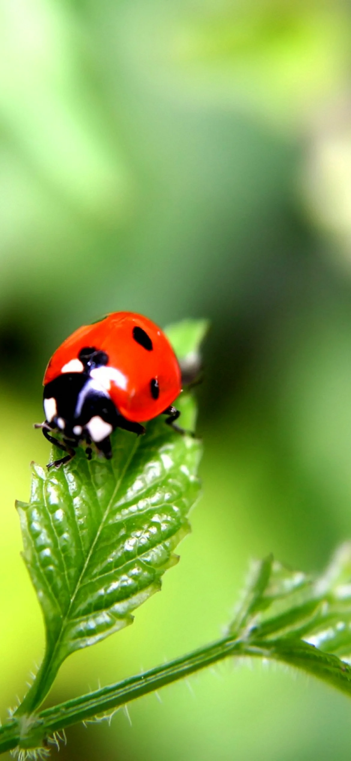 Ladybugs Wallpaper for iPhone 14