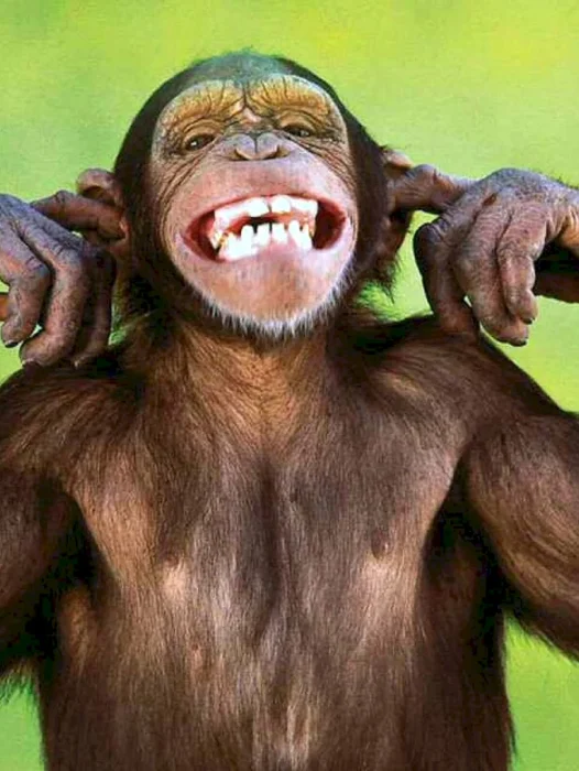 Laughing Monkey Wallpaper