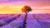 Lavender Wallpaper For iPhone