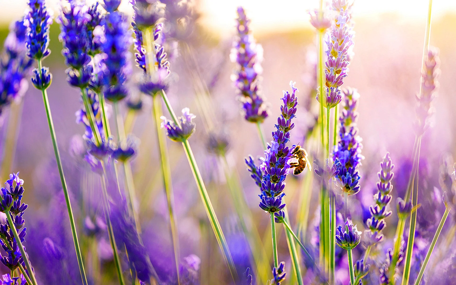 Lavender Wallpaper