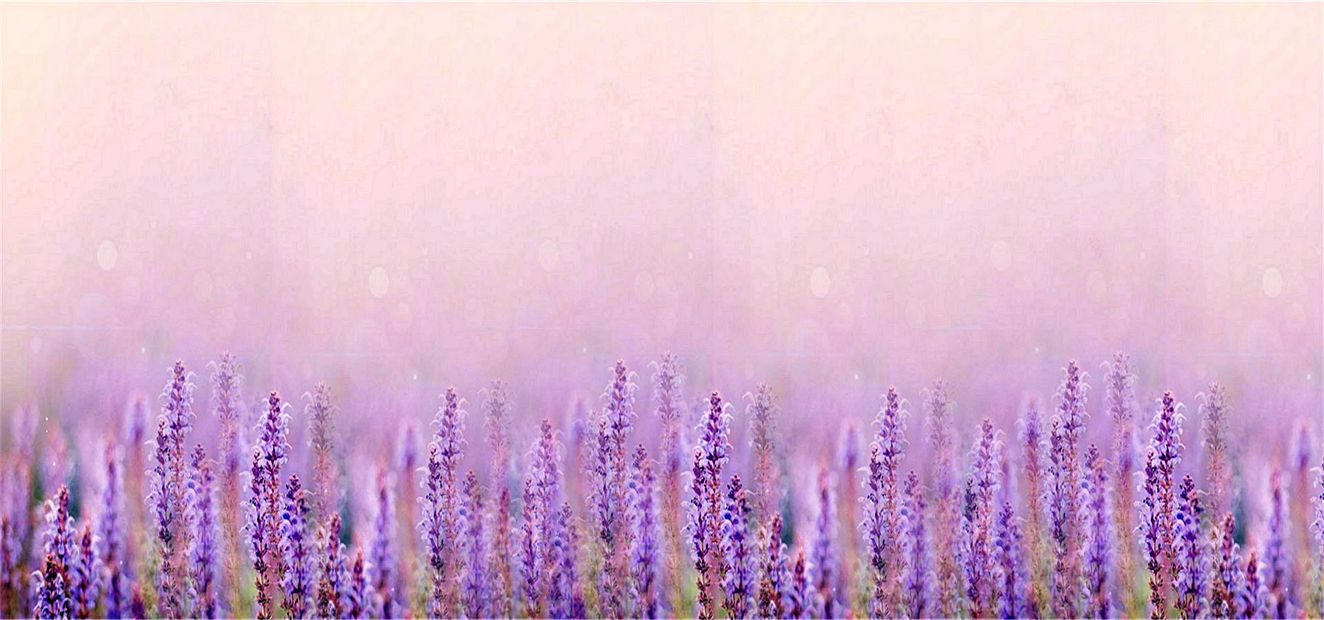 Lavender Pattern Wallpaper