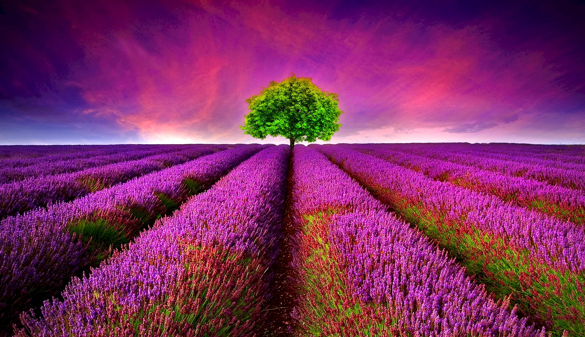 Lavender Purple Wallpaper