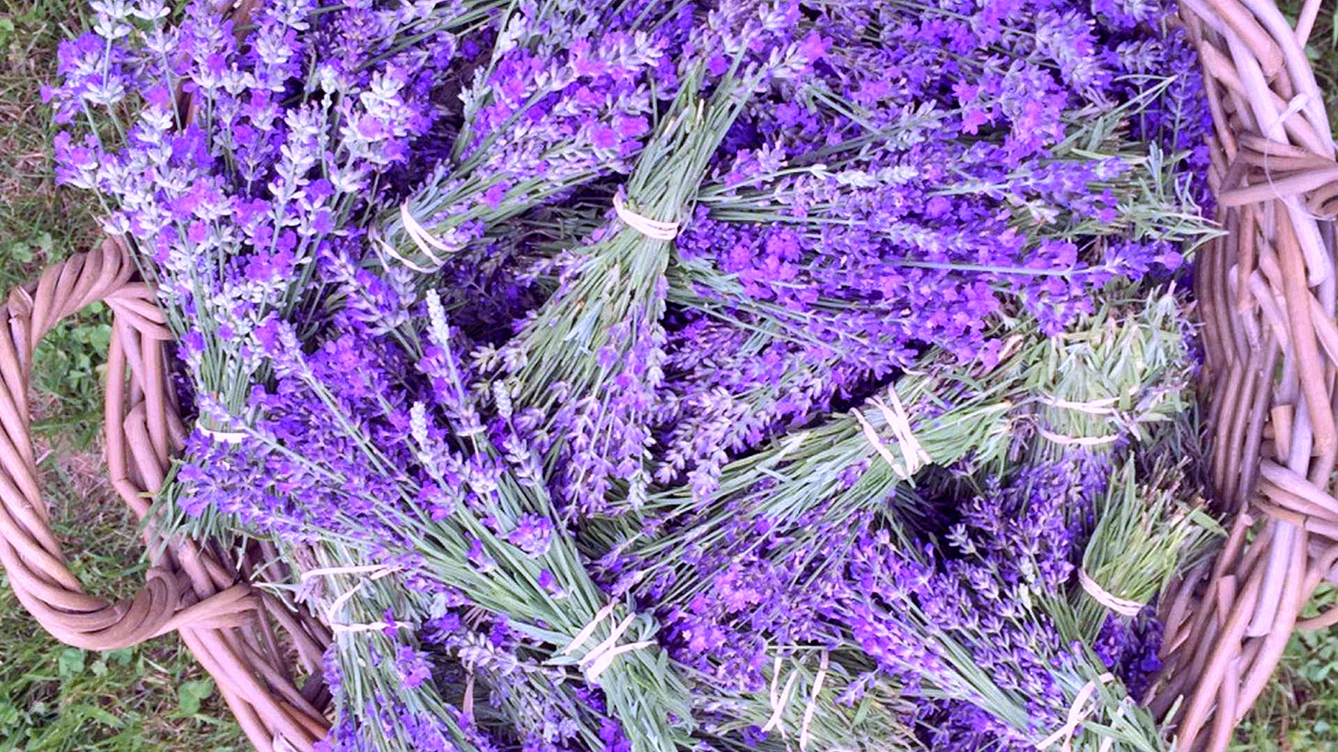 Lavender Stripp Wallpaper