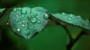 Leaf Water Drop Wallpaper