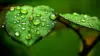 Leaf Water Drop Wallpaper