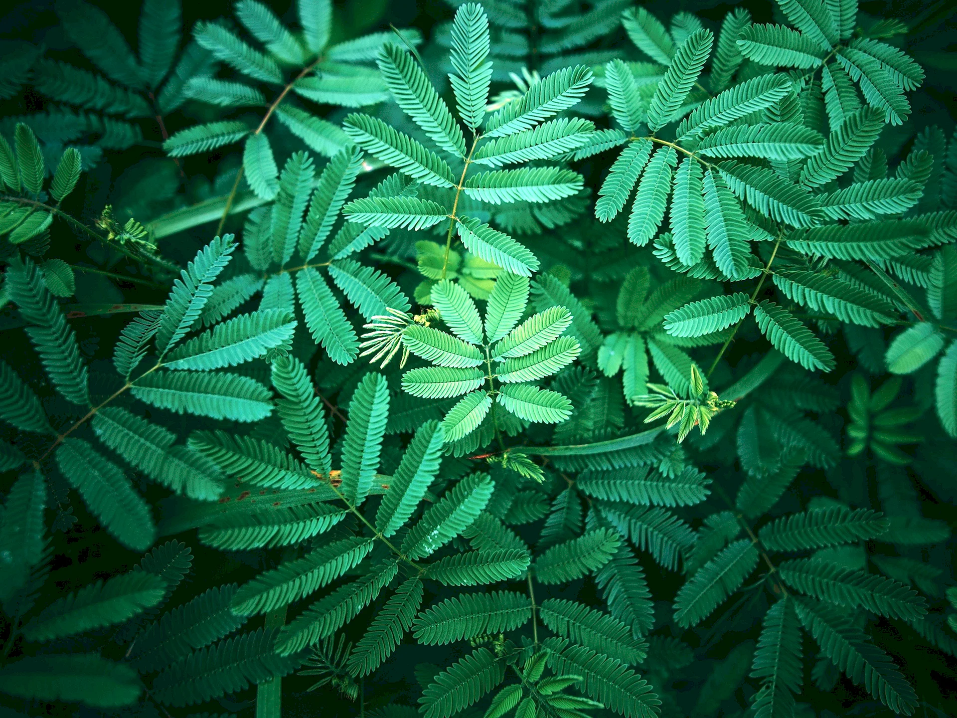 Leaves Wallpaper