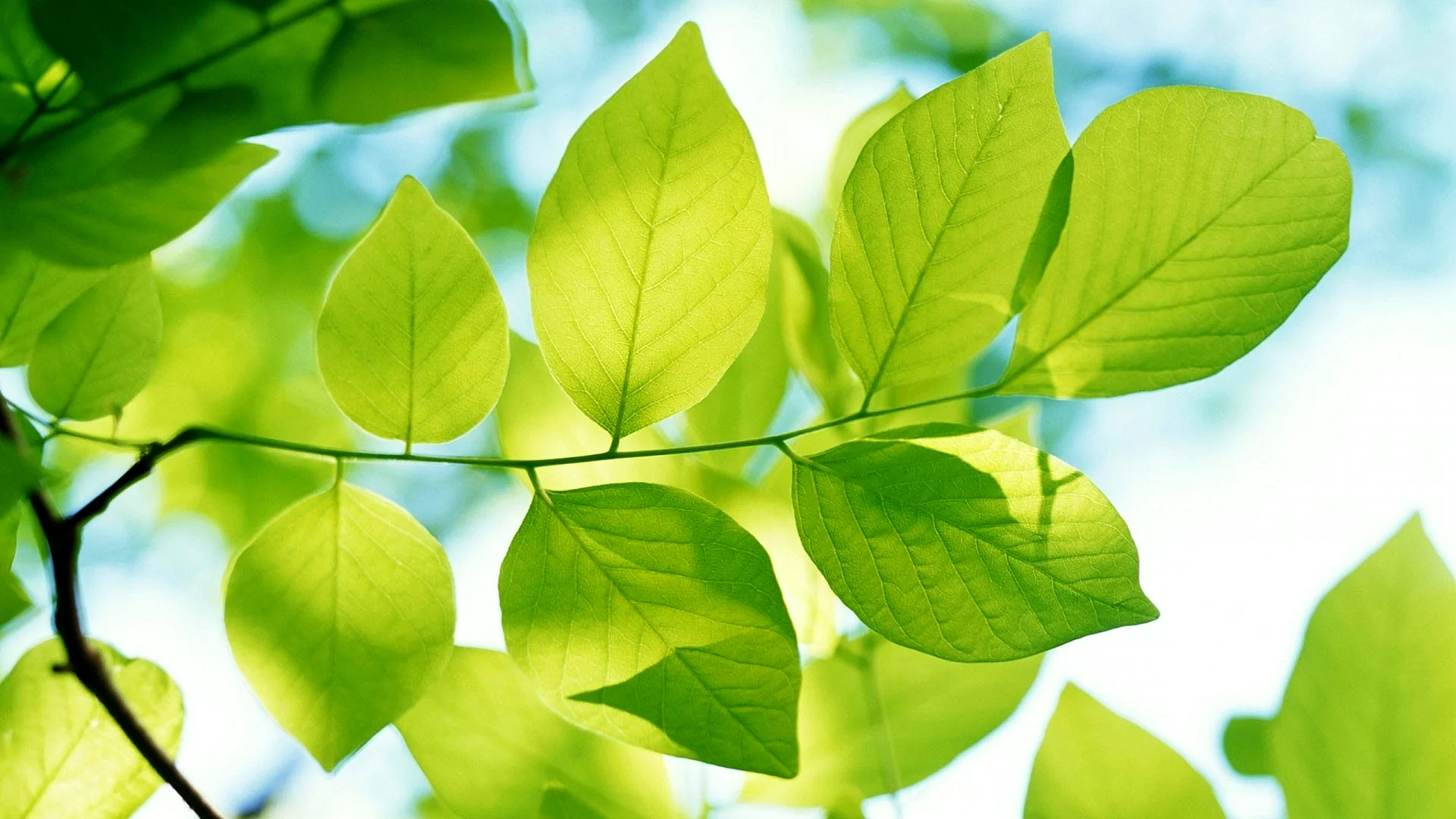 Leaves Wallpaper