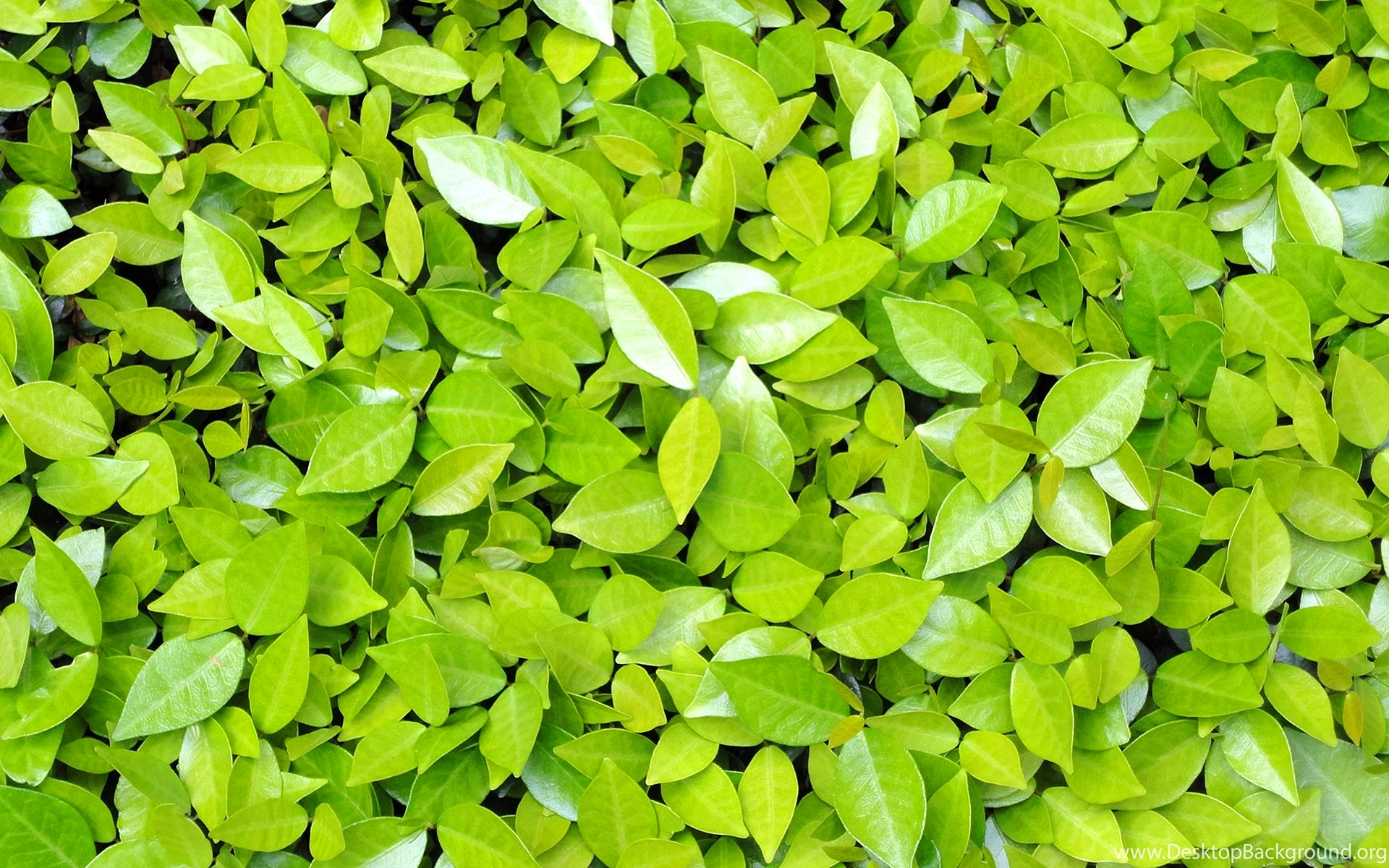 Leaves Wallpaper