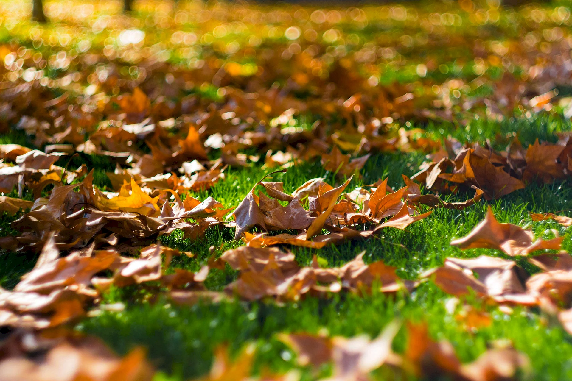 Leaves On The Ground Wallpaper