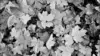 Leaves texture Black and White Wallpaper