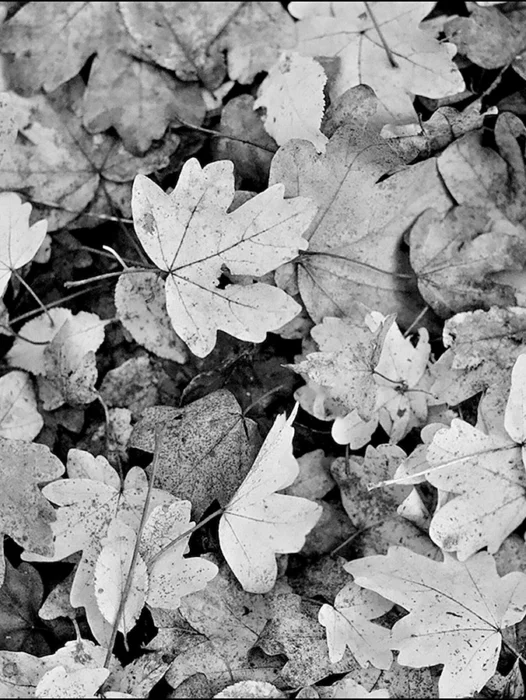 Leaves texture Black and White Wallpaper