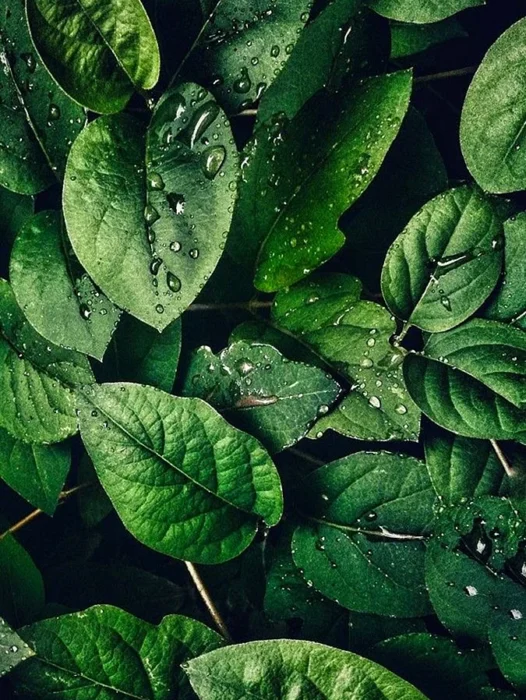 Leaves Wallpaper For iPhone