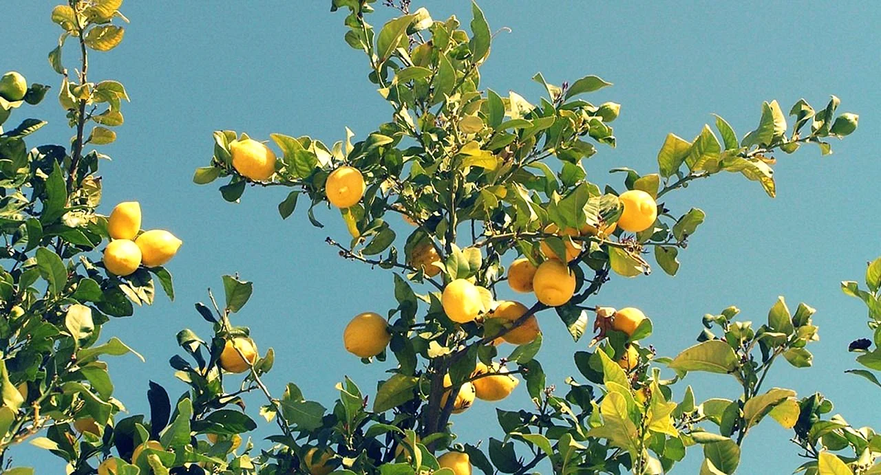 Lemon Fungicide Wallpaper