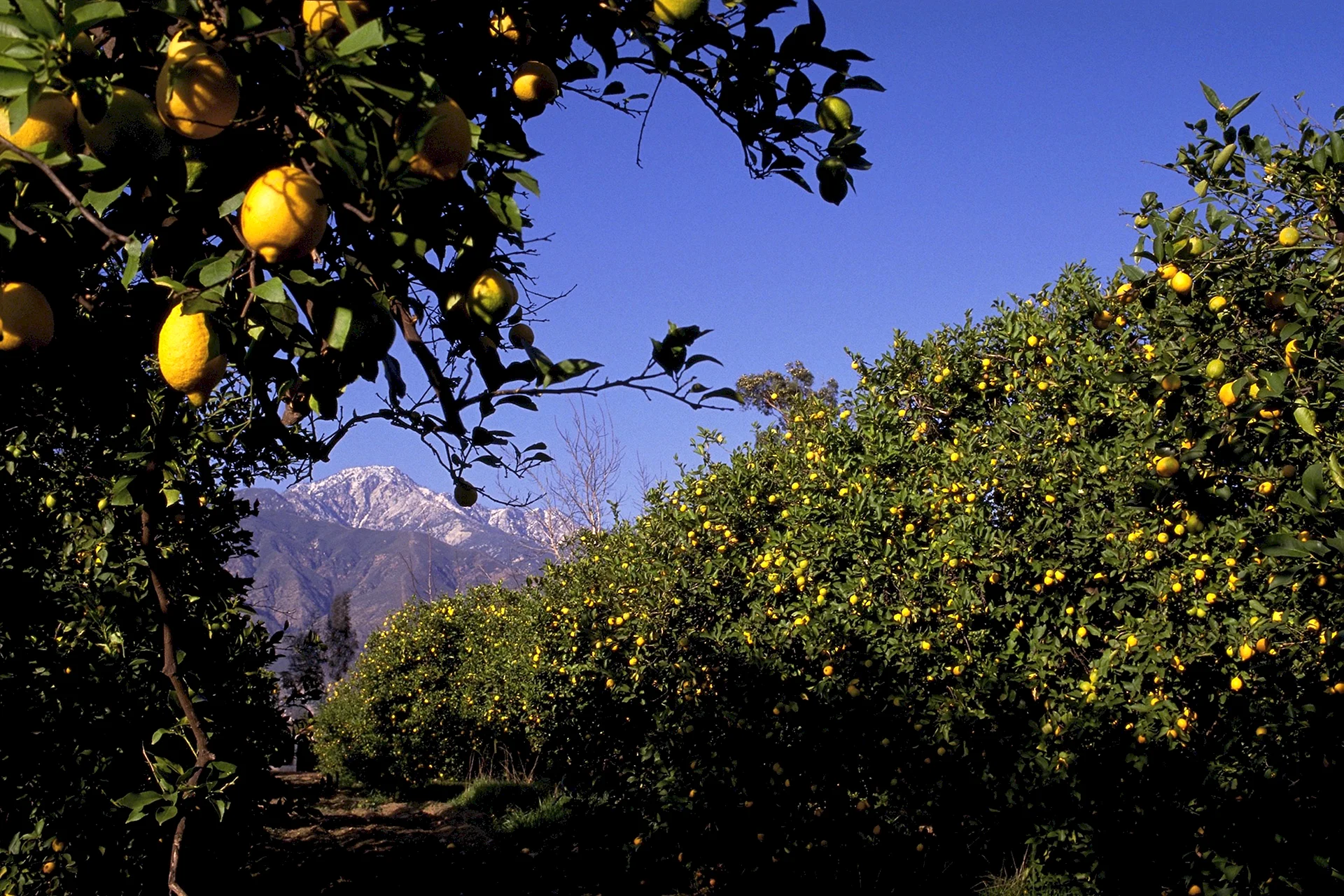 Lemon Garden Wallpaper