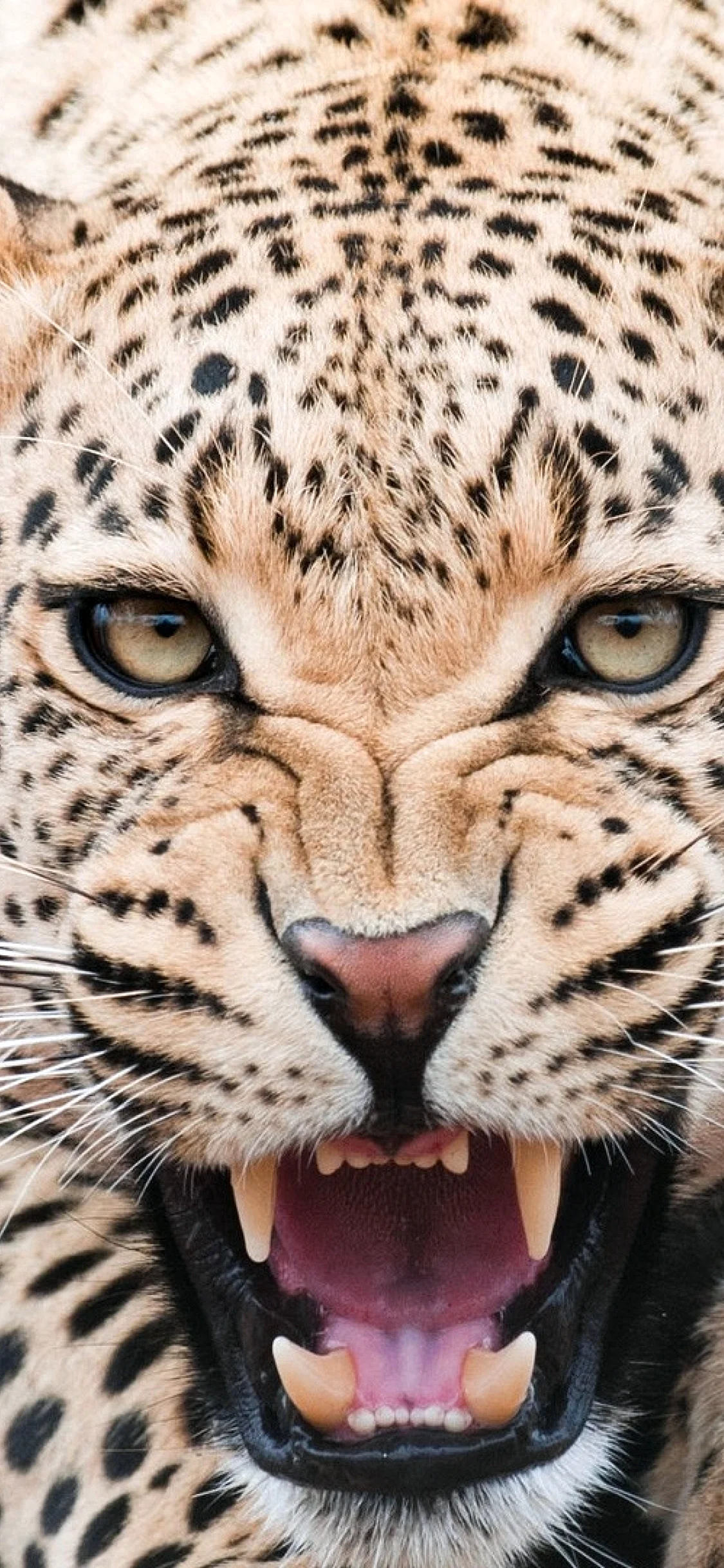 Leopard Wallpaper for iPhone 11 Pro