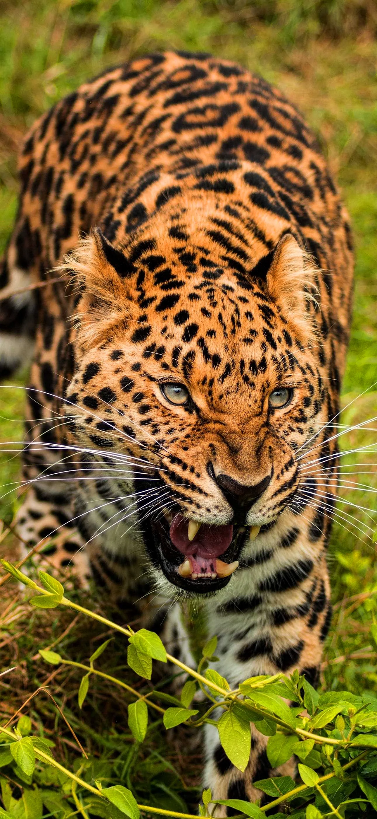 Leopard 4k Wallpaper for iPhone 14 Pro Max