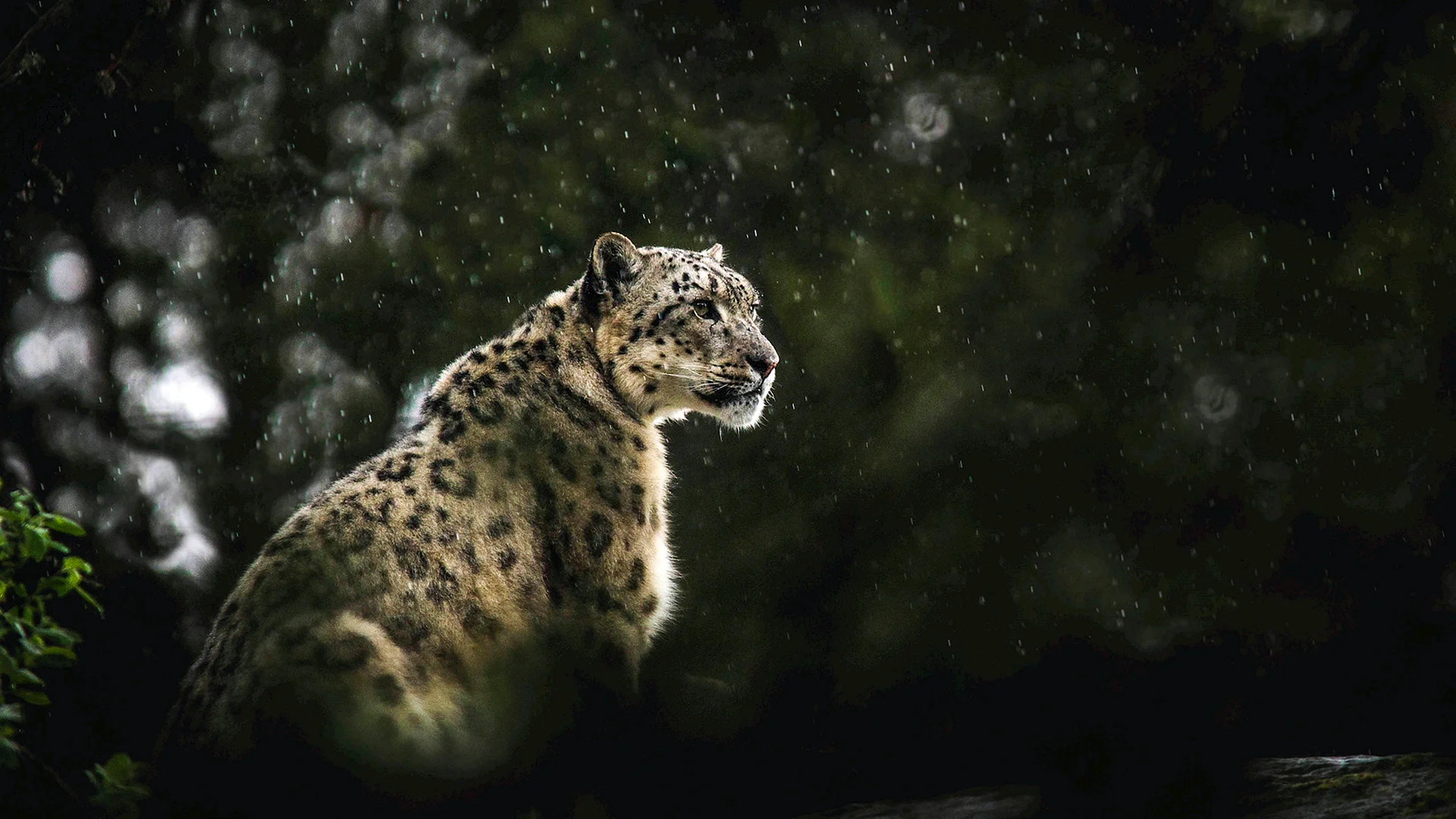 Leopard 4K Wallpaper