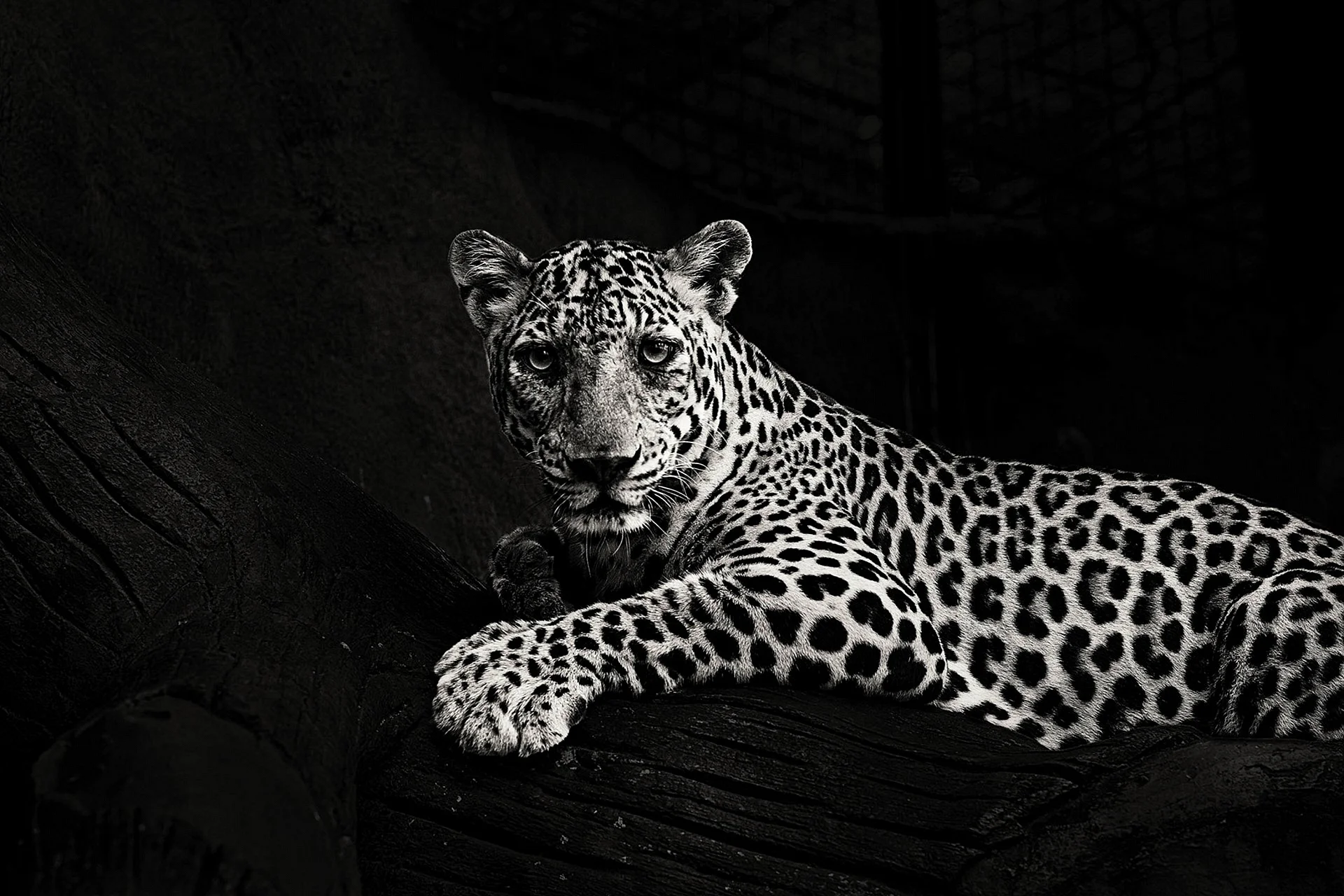 Leopard Black and White Wallpaper