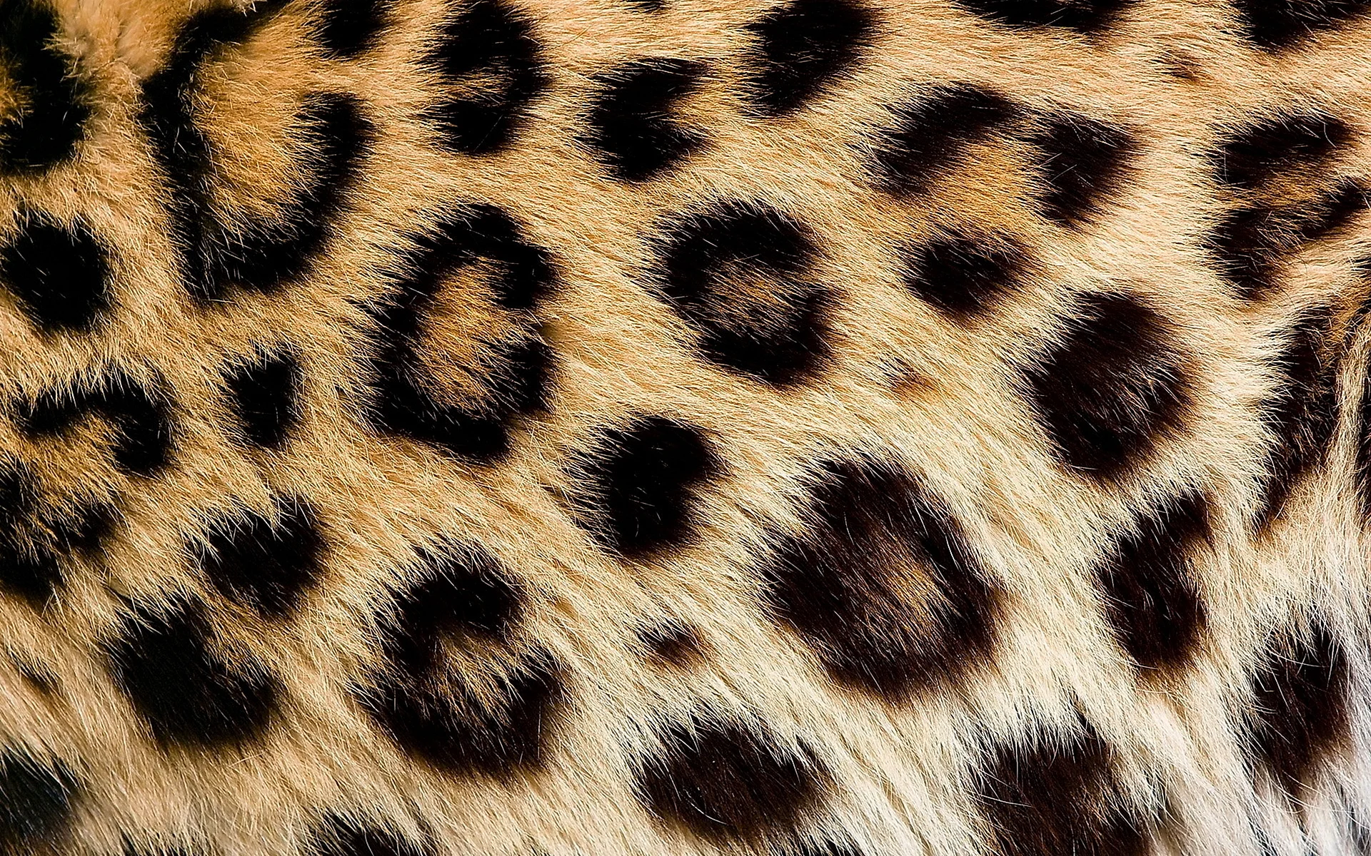 Leopard Fur Wallpaper