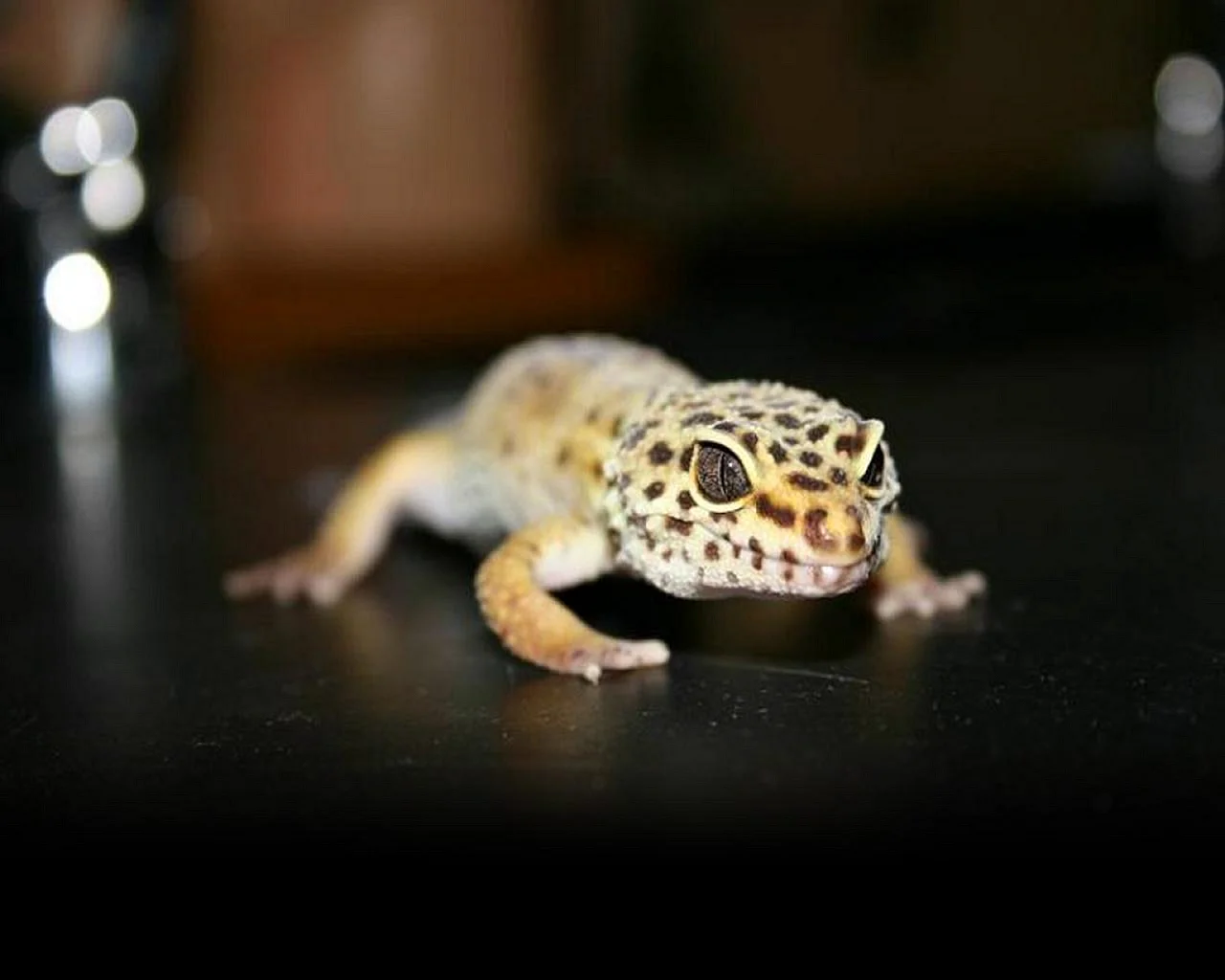 Leopard Gecko Wallpaper