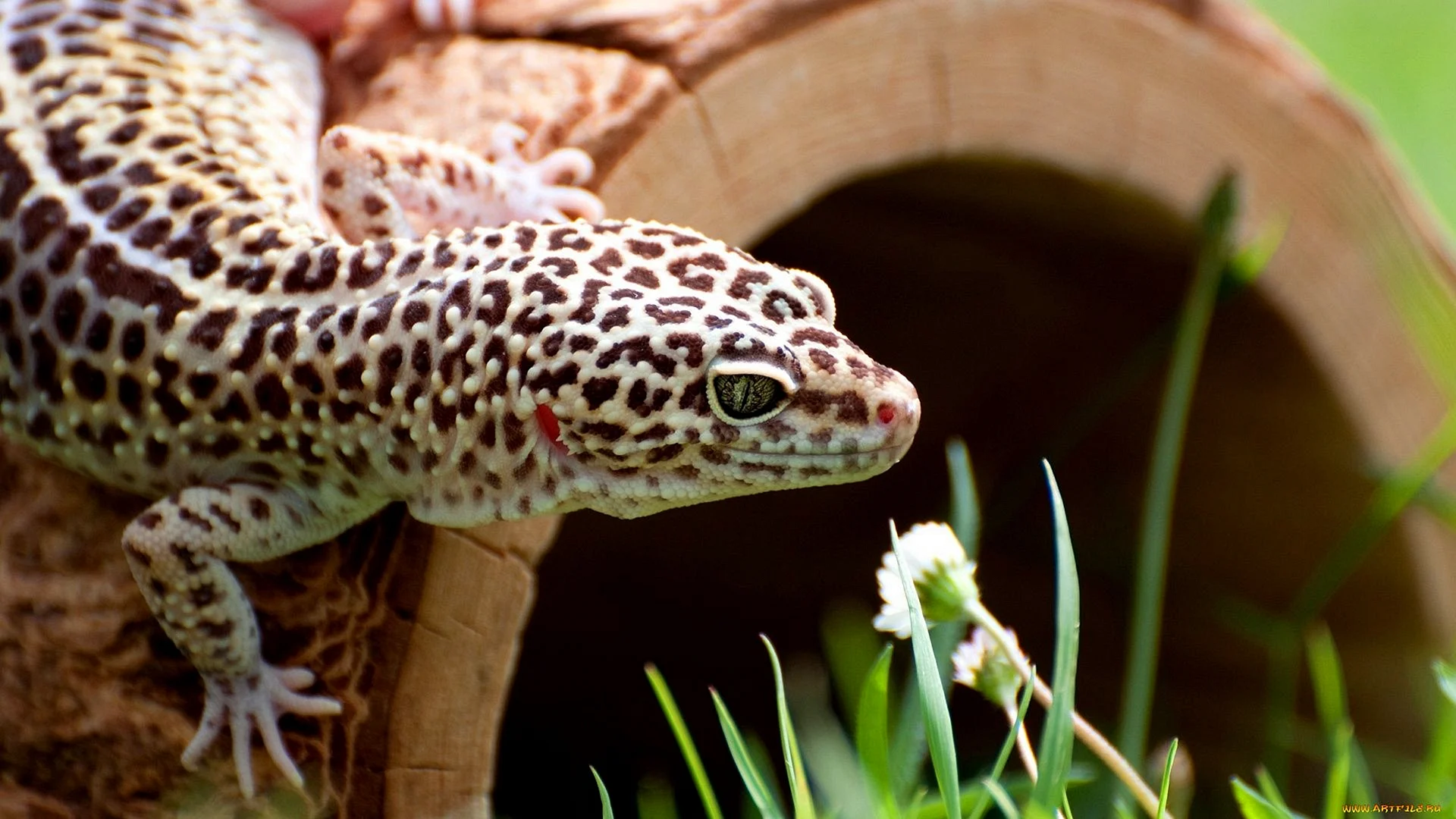 Leopard Gecko Outdoors Wallpaper