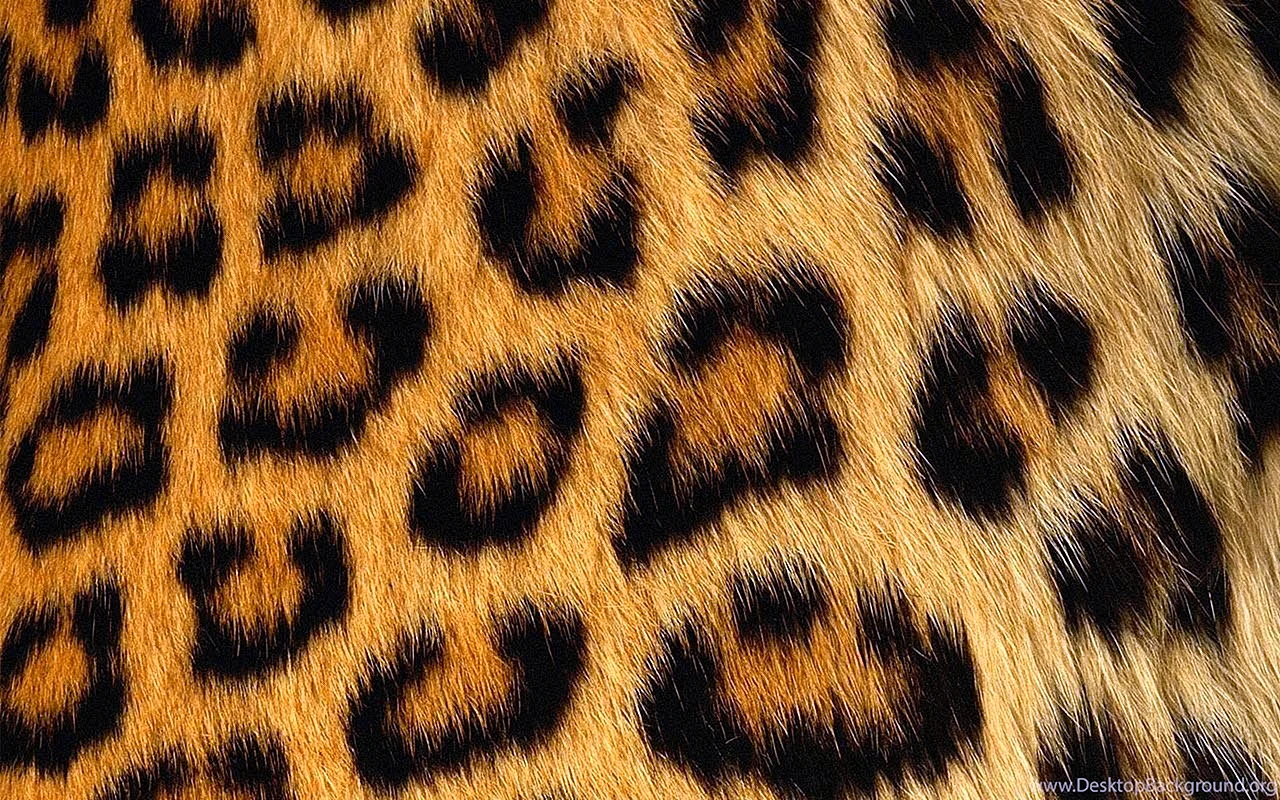 Leopard Pattern Wallpaper