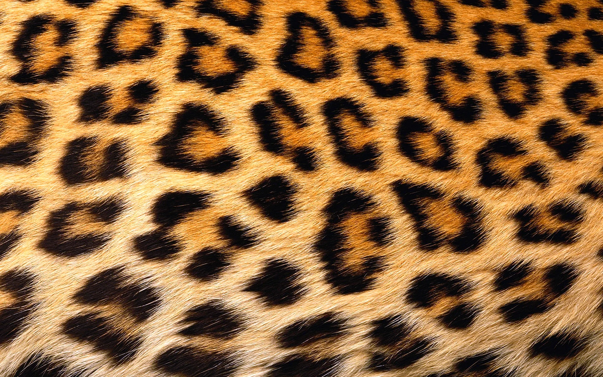 Leopard pattern Wallpaper