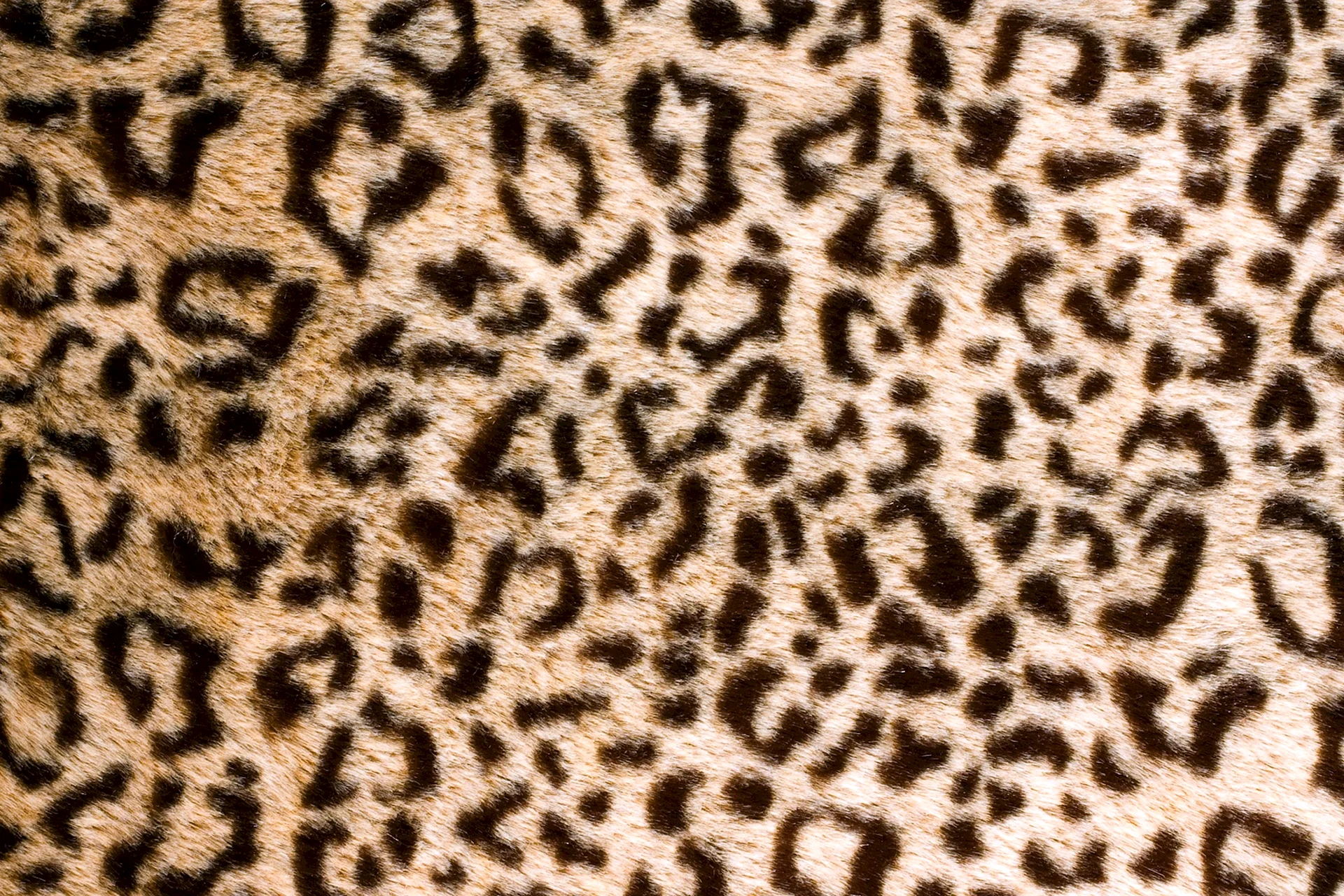 Leopard Print Wallpaper