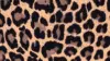Leopard Print Phone Wallpaper For iPhone