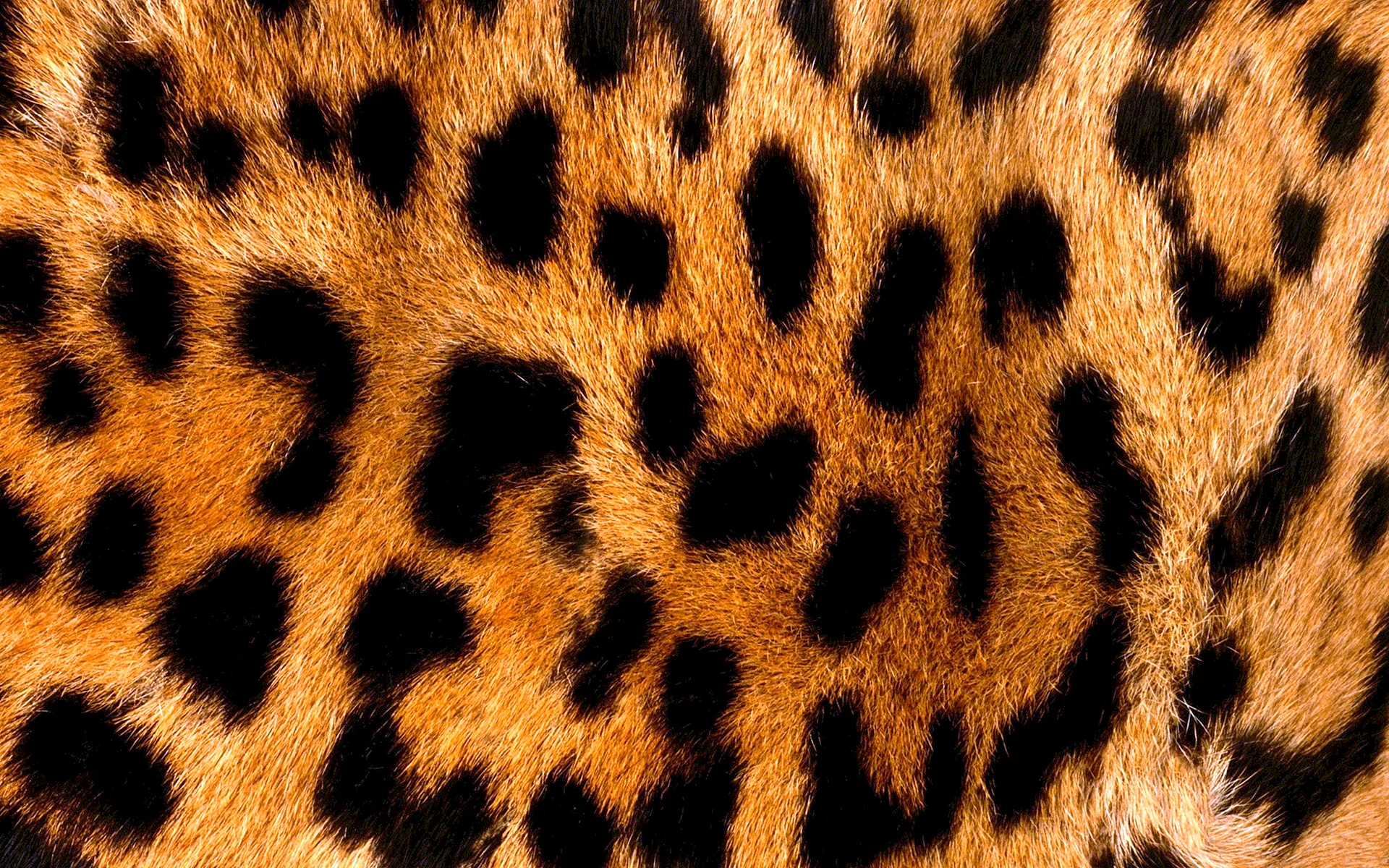 Leopard Skin Wallpaper