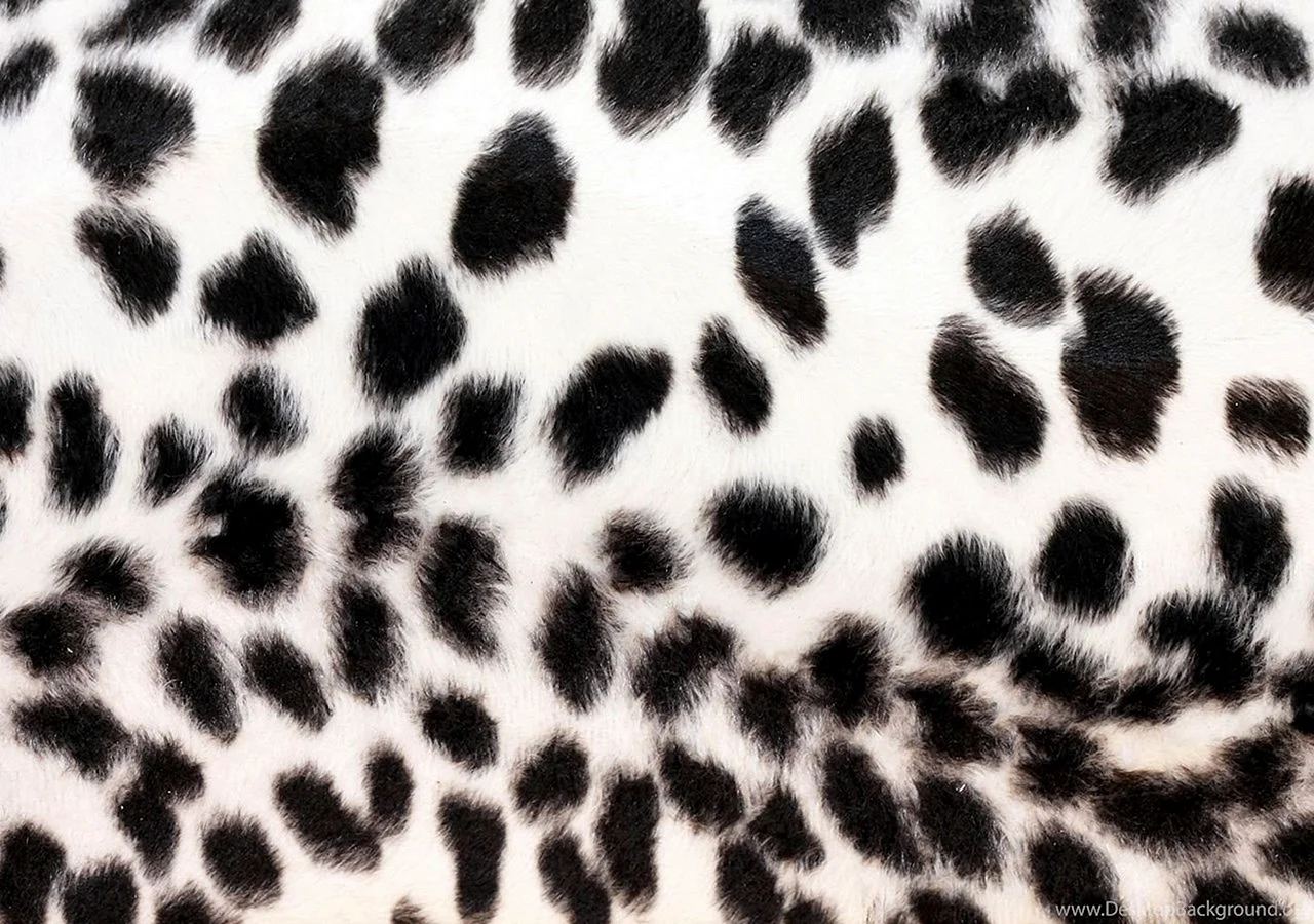 Leopard Zebra pattern Wallpaper